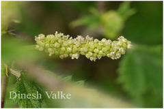 Girardinia diversifolia